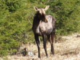 Minnesota Moose along Hwy 1 near Murphy City