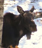 2008_0316zoo0134.JPG