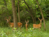 Velvet Bucks