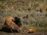 Watching over her newborn