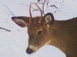 This is Tiny Tim, aka Wood Tick, this picture shows him with spikes in 2007