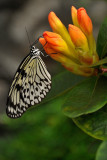 papillons__butterflies