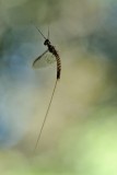 araignees__insectes