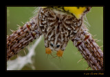 Macro