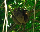 Hoffmanns Two-toed Sloth (Choloepus hoffmanni)