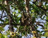 Brown-throated Three-toed Sloth (Bradypus variegatus)