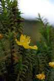 [Hypericaceae] Hypericum irazuense