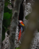 Scarlet Macaw (Ara macao)