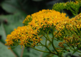 [Asteraceae] Senecio cooperi
