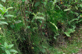 [Equisetaceae] Equisetum bogotense