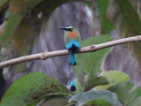 Turquoise-browed Motmot (Eumomota superciliosa)