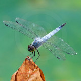 Korean Dragonfly 6578