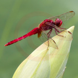 Korean Dragonfly 6594