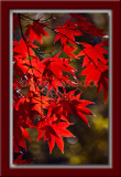 Red Maple - Very Red!