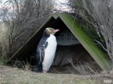 yellow-eyed-penguin-new-zealand-01-bb.jpg