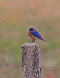 Eastern Bluebird