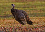 Wild Turkey