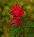 A Rose