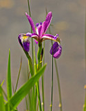 Bearded Iris