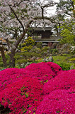 Tea Garden in Bloom