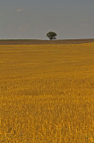 Wheat Field