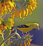 Goldfinch and Daisys