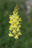 Gulsporre, (Linaria vulgaris)