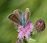 Ljungblvinge, (Plebejus argus), female