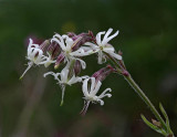 Backglim, (Silene nutans)