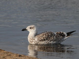 Great Black-backed Gull,  juv.