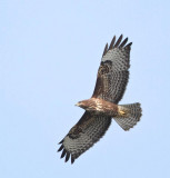 Common Buzzard,  juvenile