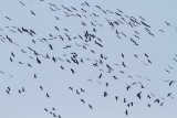 Common Cranes, autumn migration
