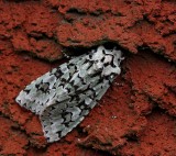 Grnt ekfly, (Dichonia aprilina)