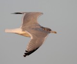Herring Gull in evening light,  ad. winter
