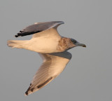 Herring Gull in evening light,  ad. winter