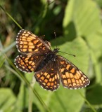 ngsntfjril, (Melitaea cinxia)