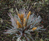 Borstttel, (Corynephorus canescens)