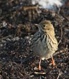 Meadow Pipit