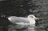 Herring Gull, 3rd winter