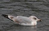 Herring Gull,  2nd winter