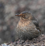 Eurasian Blackbird,  adult female