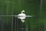 Cygne trompette 