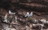 Mouettes Tridactyle