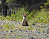 Jeune renard roux