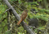 Grive solitaire juvnile
