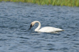 Cygne Trompette