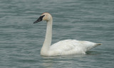 Cygne trompette 