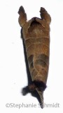 Clostera albosigma - Sigmoid Prominent #7895