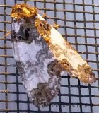 Cerma cerintha - Tufted Bird-dropping Moth #9062