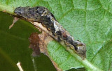 Varigated Midget Moth (Elaphria versicolor)